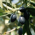 olives noires de Kalamata